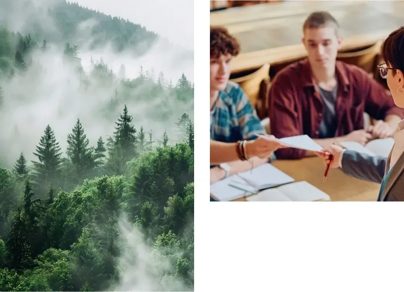 Bosque frondoso con niebla