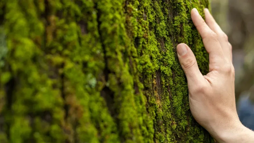 Hand touching a moss-covered log in a natural environment