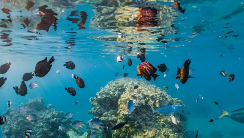 Arrecife de coral con peces de colores nadando en aguas cristalinas.