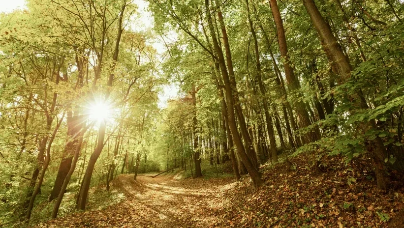 Bosque iluminado por el sol como metáfora del avance hacia una sostenibilidad más simple impulsada por el Reglamento Ómnibus.