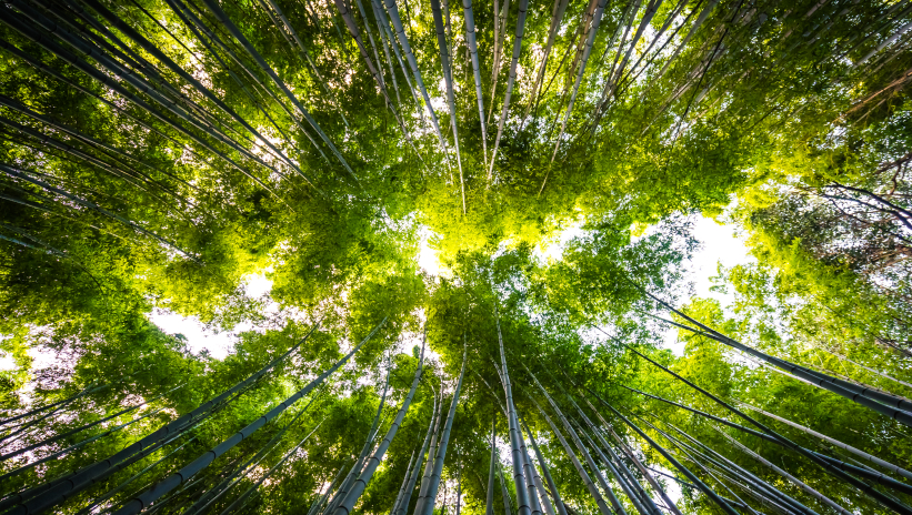 Naturaleza y tecnología trabajando juntas: luz solar entre hojas y análisis energético digital en entorno industrial